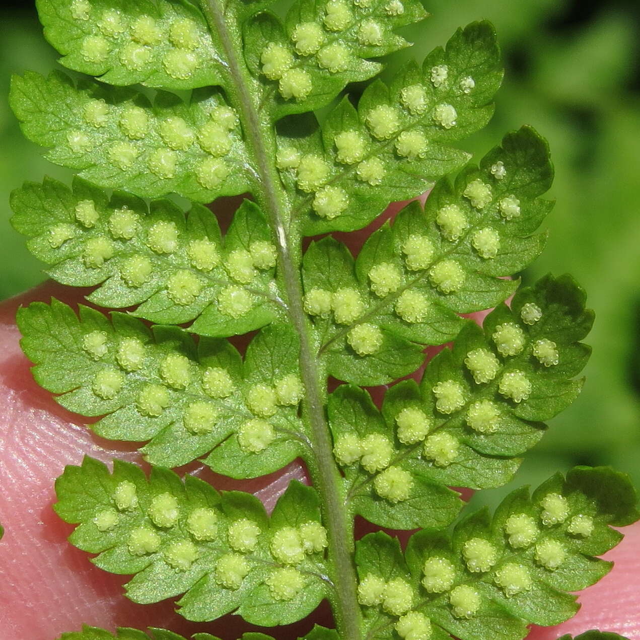 Image of mountain woodfern