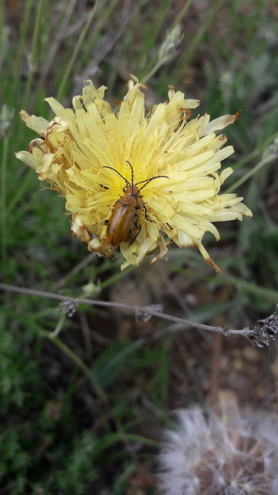 Image of Crepis albida Vill.