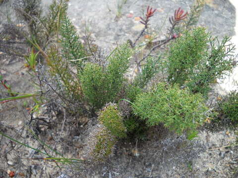 Image of Asparagus oliveri (Oberm.) Fellingham & N. L. Mey.