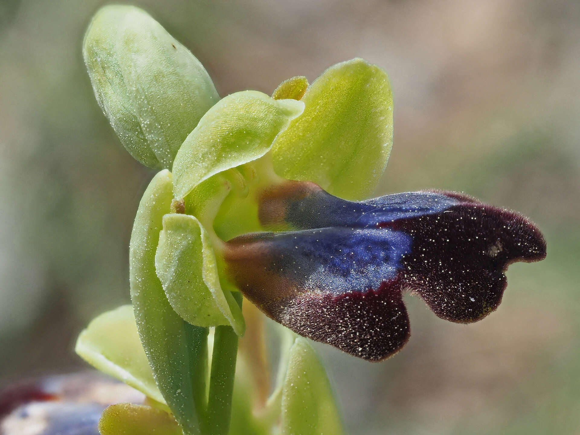 Image of Ophrys fusca subsp. iricolor (Desf.) K. Richt.