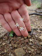 Image of Drimia intricata (Baker) J. C. Manning & Goldblatt