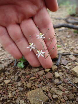 Image of Drimia intricata (Baker) J. C. Manning & Goldblatt