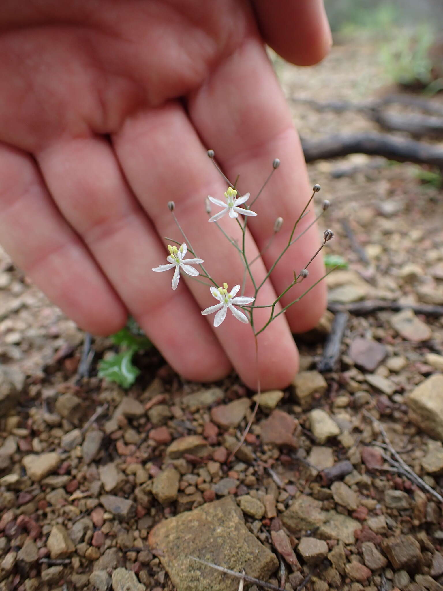 Image of Drimia intricata (Baker) J. C. Manning & Goldblatt