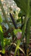 Image of Anthurium nakamurae Matuda