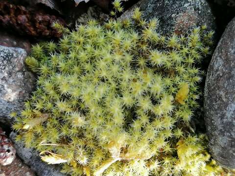 Image of racomitrium moss