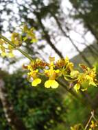 Image of Oncidium baueri Lindl.