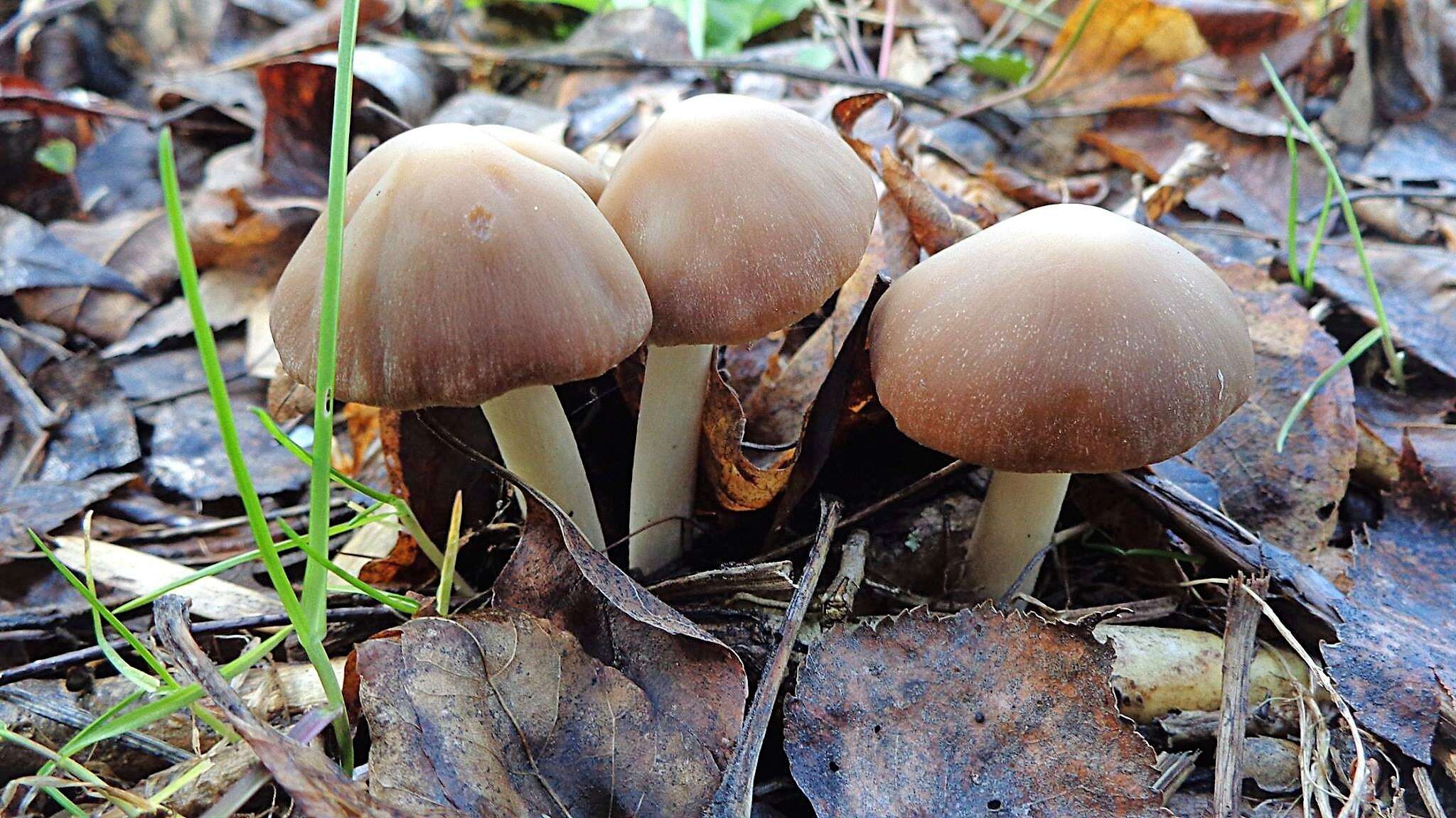 Image of Psathyrella spadiceogrisea (Schaeff.) Maire 1937