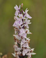 Imagem de Dactylorhiza grandis (Druce) P. F. Hunt