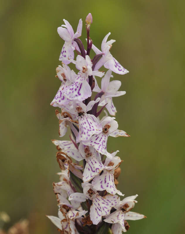 Image of Dactylorhiza grandis (Druce) P. F. Hunt