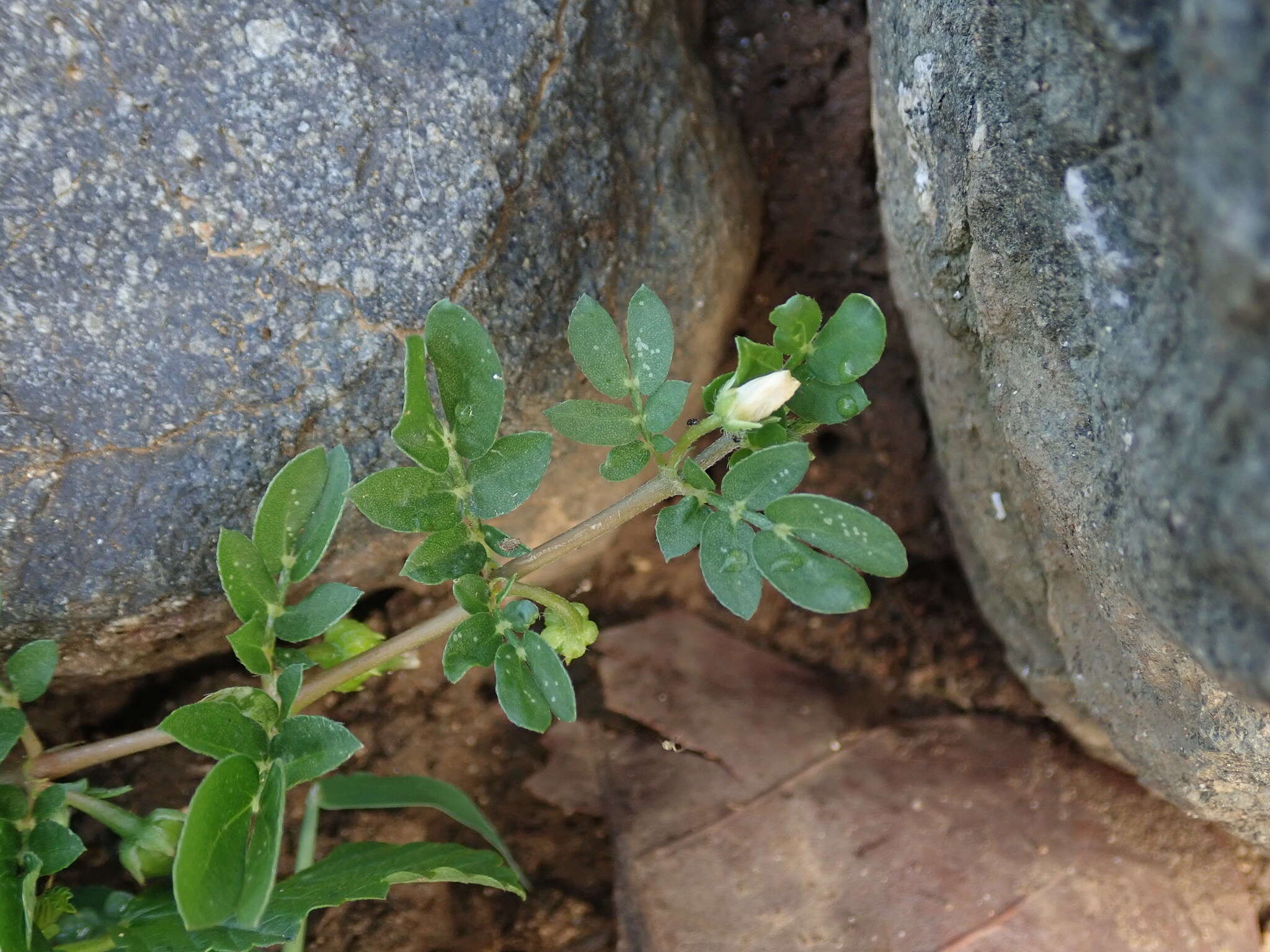 Image of big caltrop