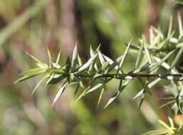 Plancia ëd Styphelia sieberi