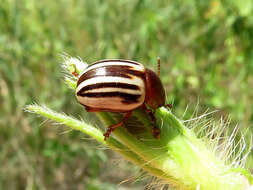 Слика од Leptinotarsa peninsularis Horn 1894