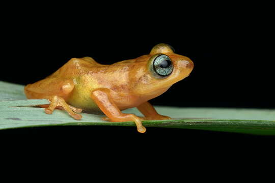 Image of Raorchestes uthamani Zachariah, Dinesh, Kunhikrishnan, Das, Raju, Radhakrishnan, Palot & Kalesh 2011