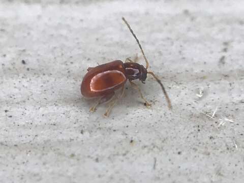 Imagem de Longitarsus varicornis Suffrian 1868