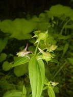 Image of American spurred gentian