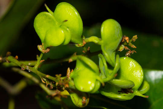 Image of Guioa gracilis (Pancher & Sebert) Radlk.