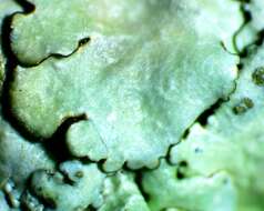 Image of Texan canoparmelia lichen