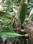 Image of Pale umbrella orchid