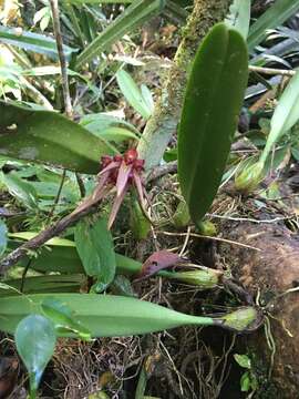 Image de Bulbophyllum longiflorum Thouars