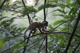 Image of Saimiri boliviensis boliviensis (I. Geoffroy Saint-Hilaire & de Blainville 1834)