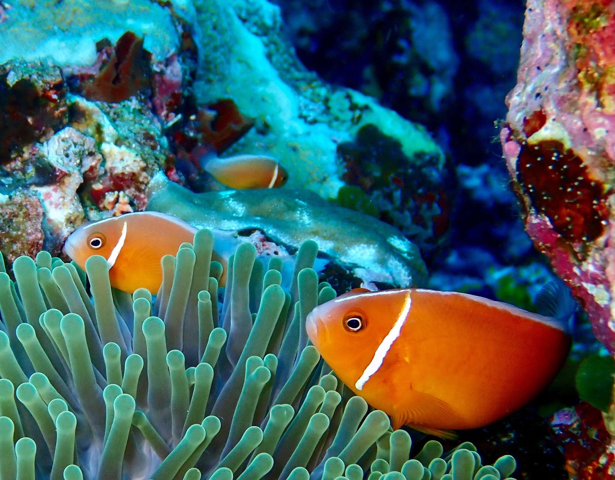 Image of Pink anemonefish