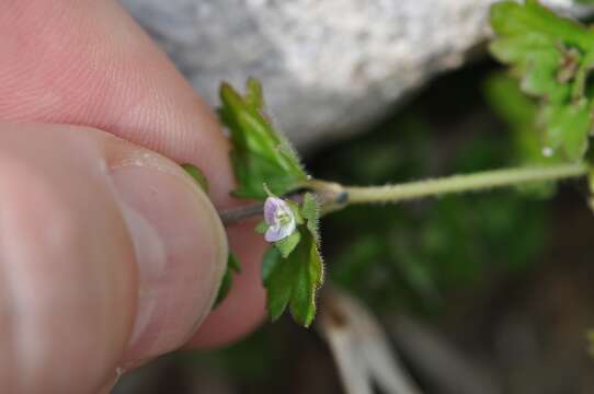 Image of Veronica polita subsp. lilacina (T. Yamaz.) T. Yamazaki