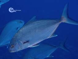 Image of Almaco Amberjack