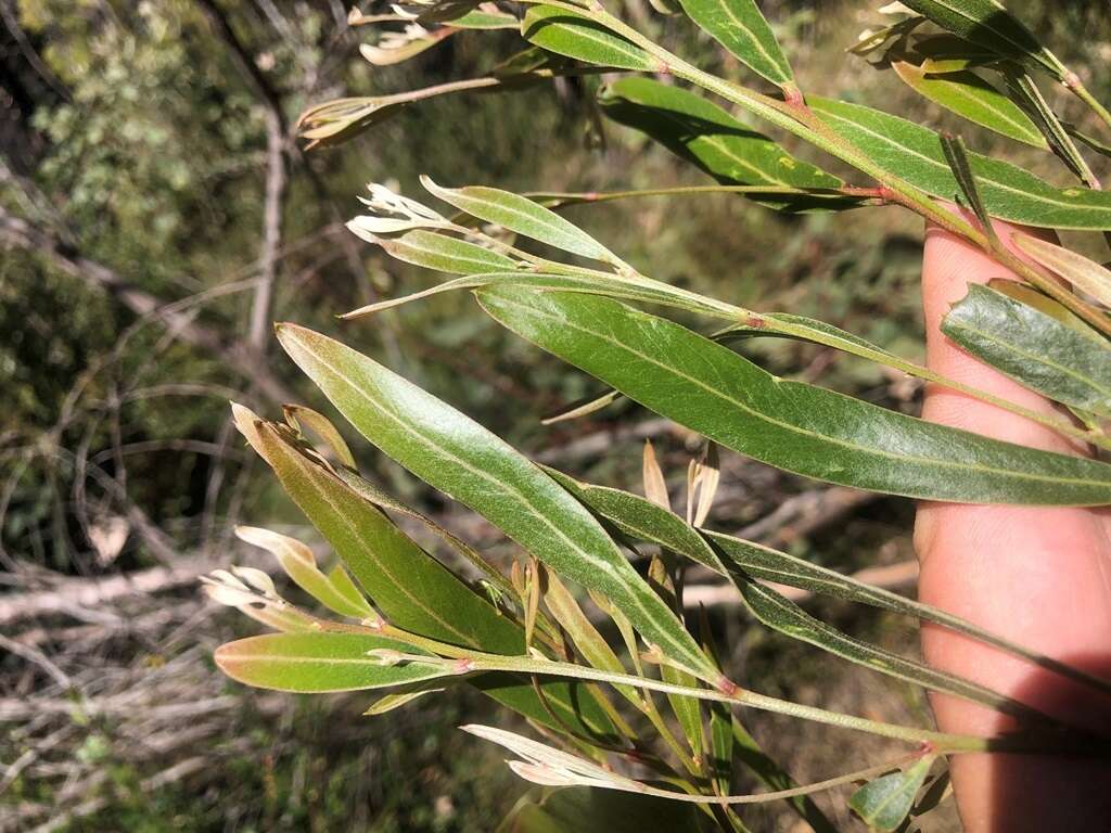 Image of Acacia neriifolia A. Cunn. ex Benth.