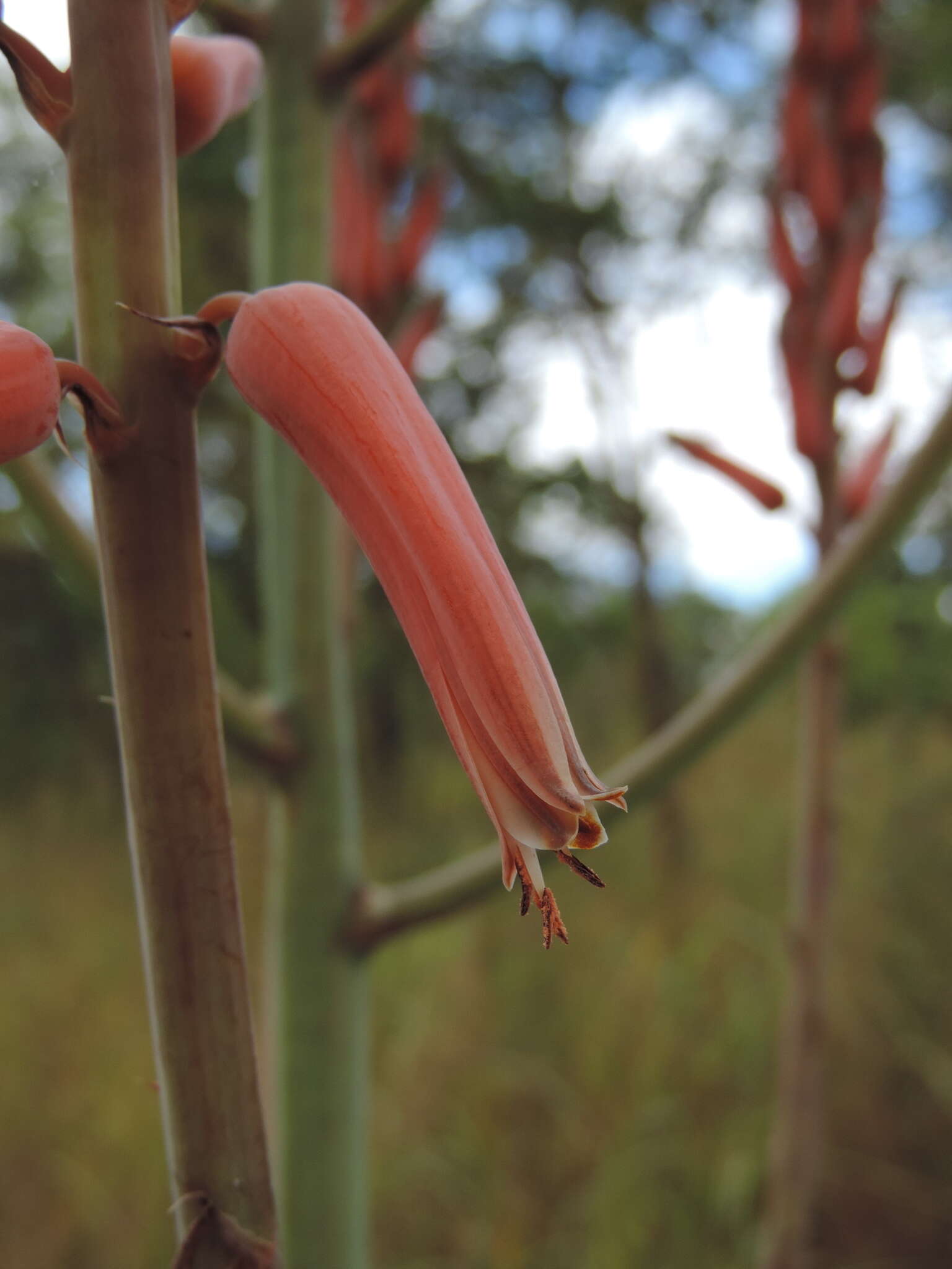 Image of Basil Christian's aloe