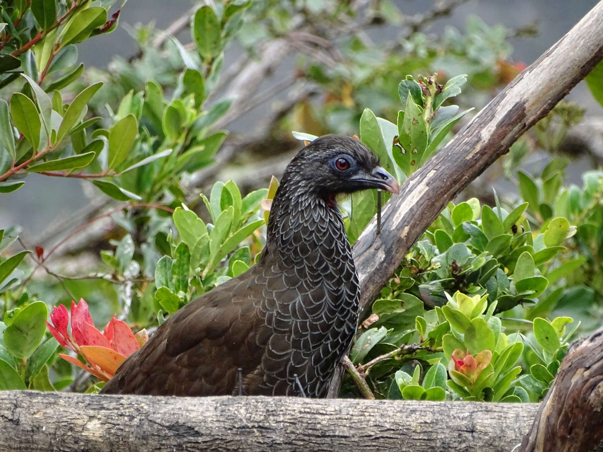 Image of Andean Guan