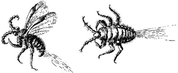 Image of Polish cochineal