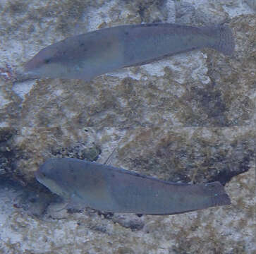 Image of Yellowhead Wrasse