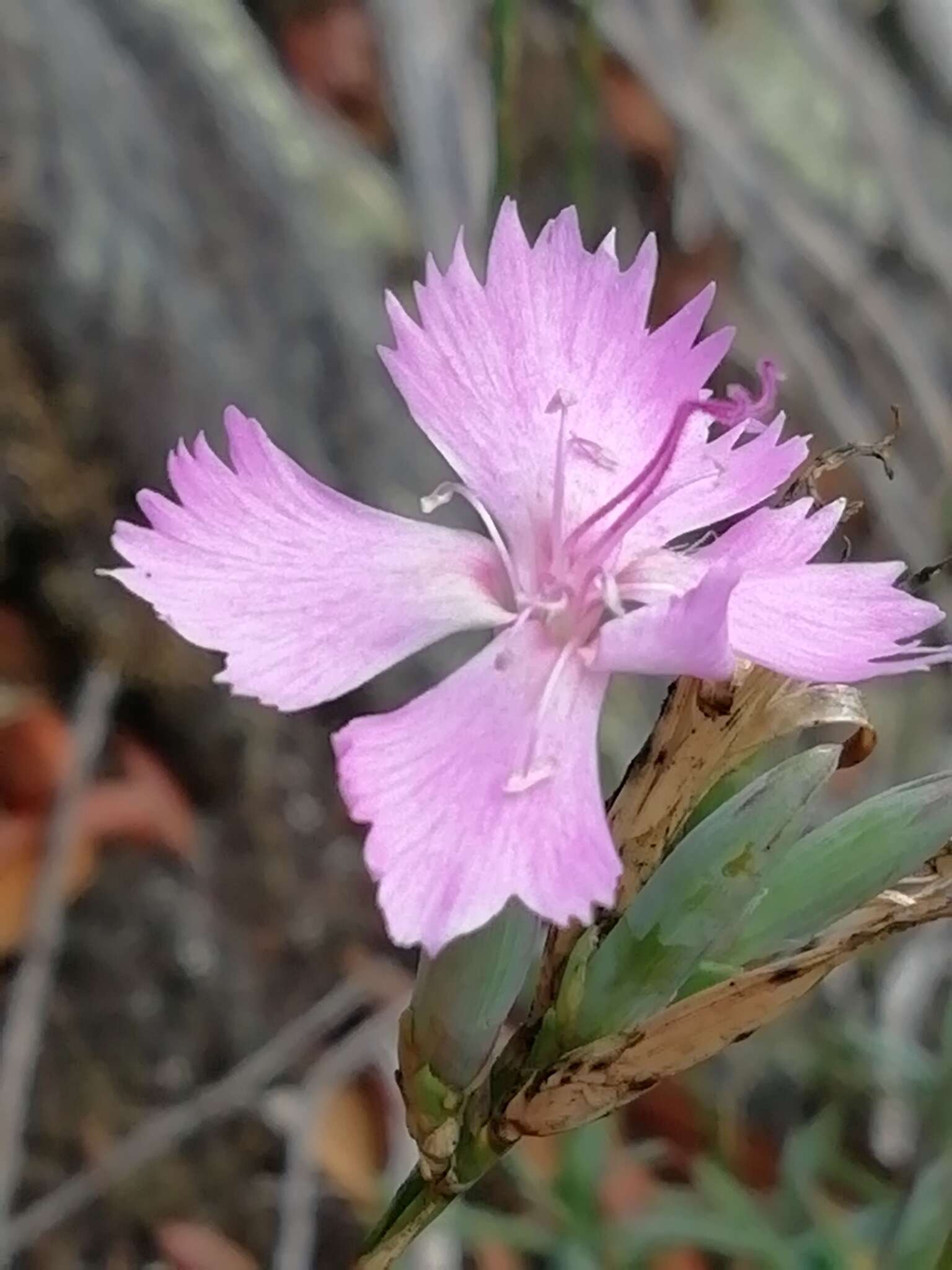 Image of Dianthus ferrugineus Miller