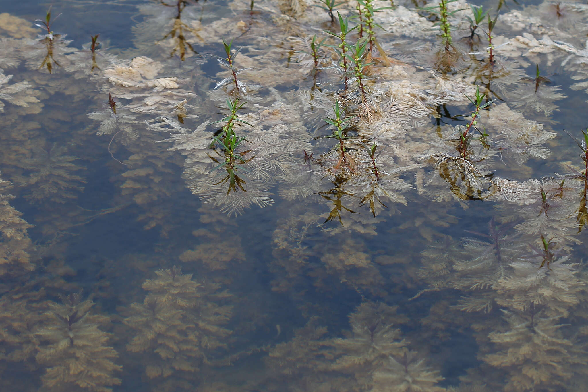 Image of Proserpinaca palustris L.