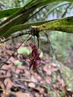 Image of Pleurothallis lindenii Lindl.