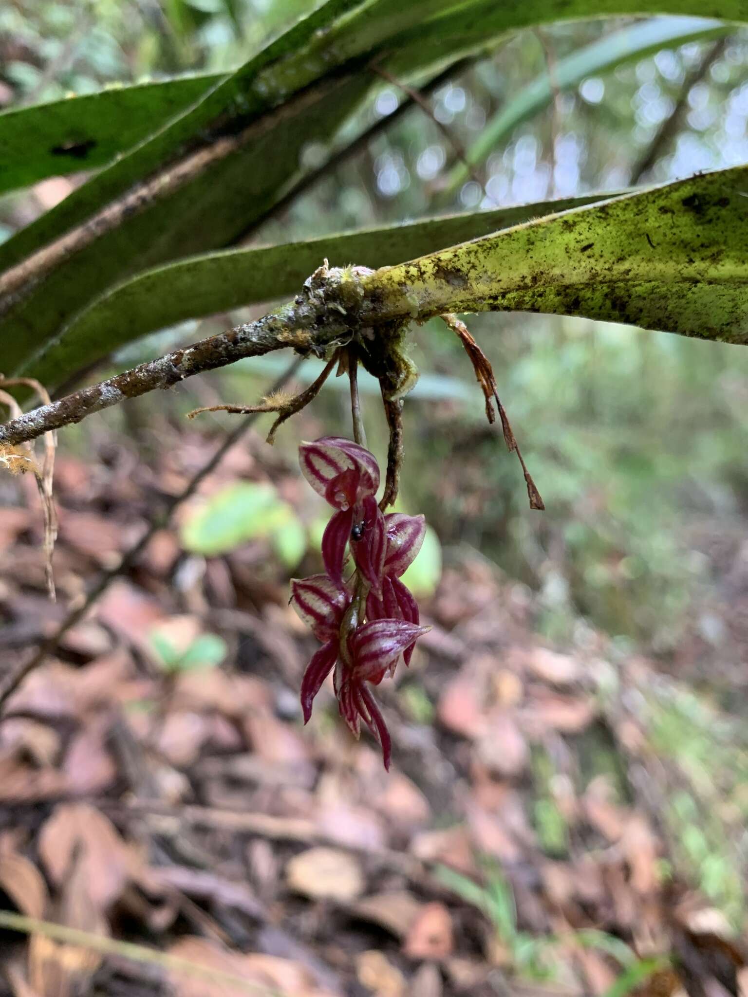 Image of Pleurothallis lindenii Lindl.