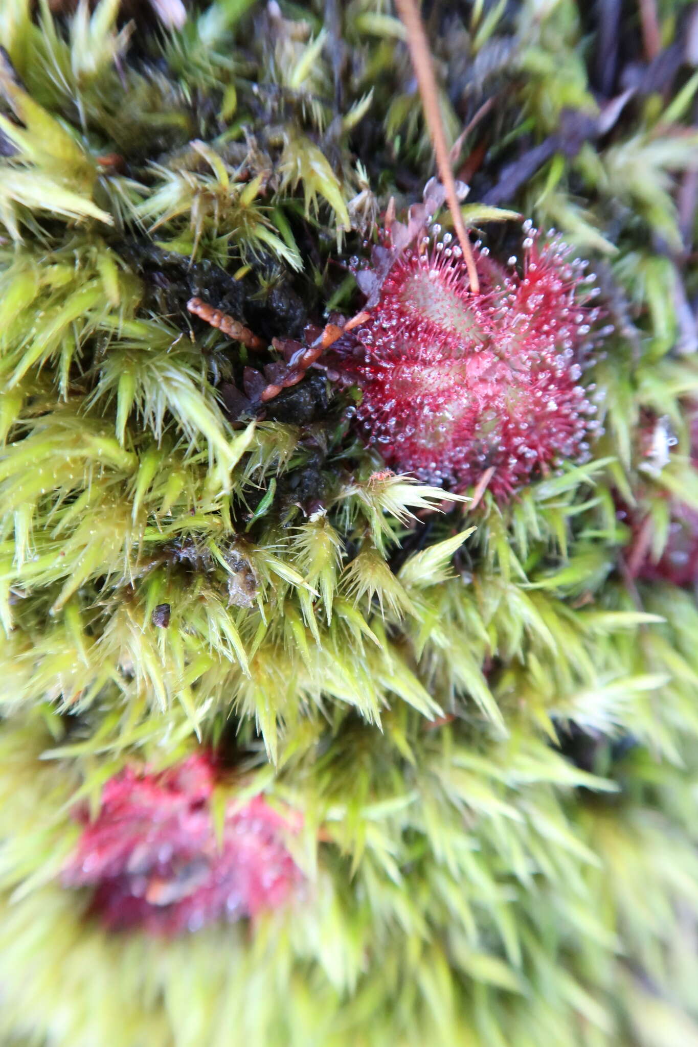 Imagem de Drosera aliciae R. Hamet