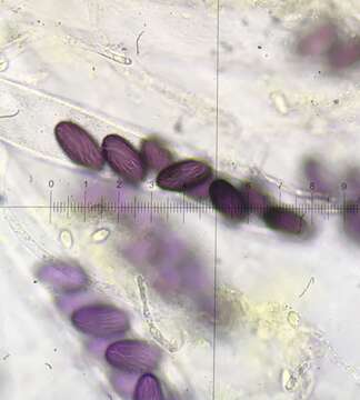 Image de Ascobolus furfuraceus Pers. 1794