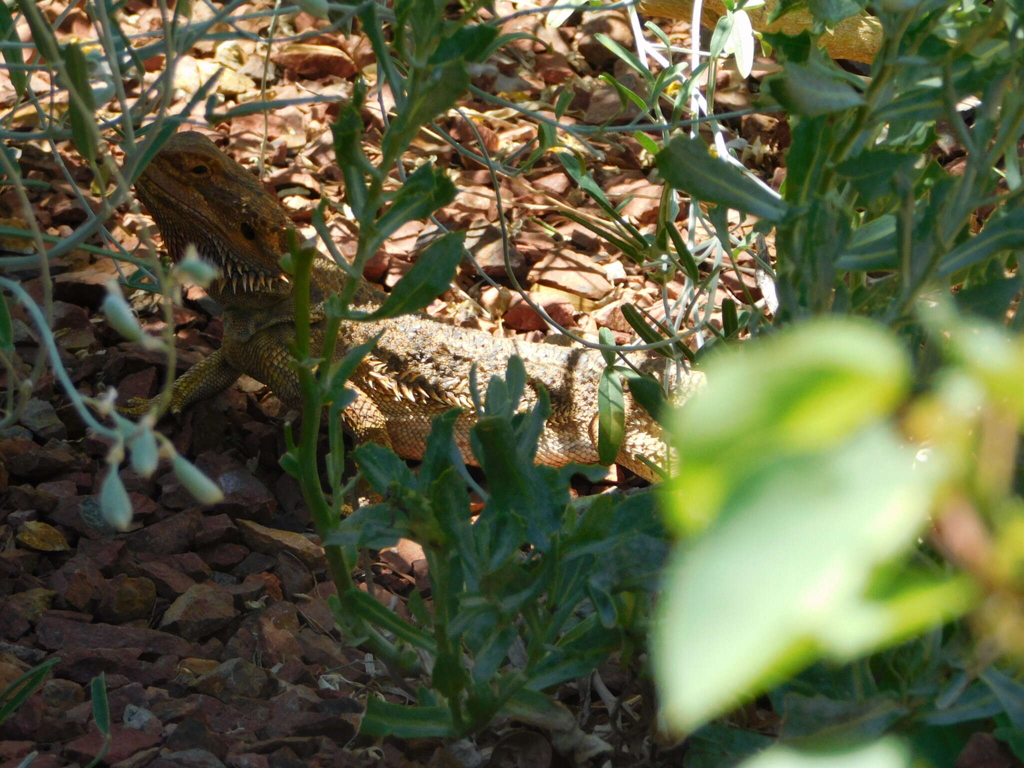 Image of Central bearded dragon