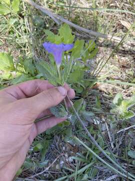 Imagem de Ruellia caroliniensis var. succulenta (Small) R. W. Long