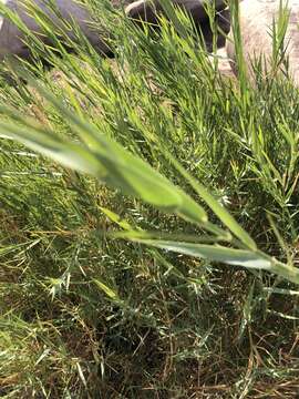 Imagem de Phragmites mauritianus Kunth