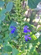 Image de Salvia longispicata M. Martens & Galeotti