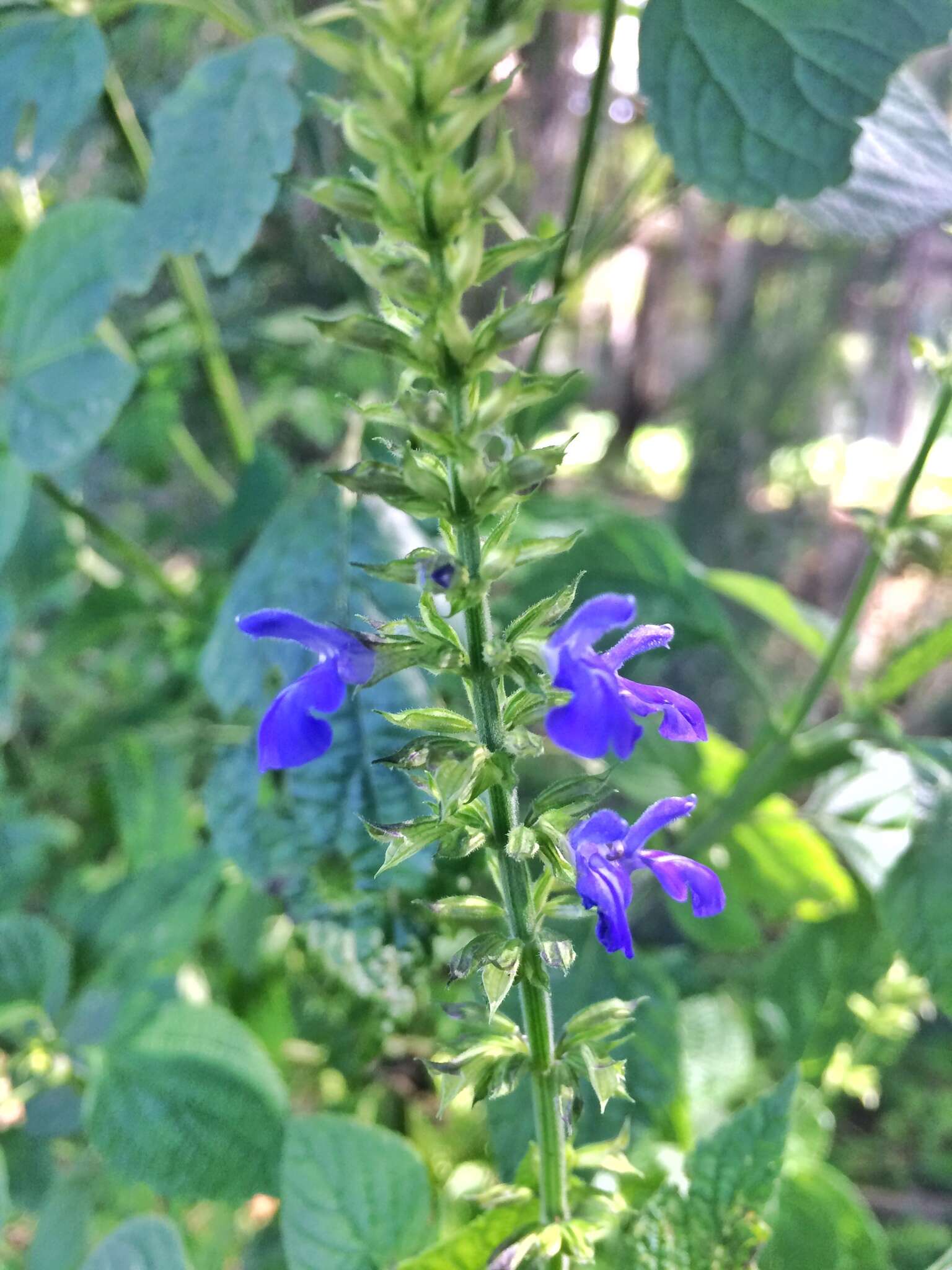 Image of Salvia longispicata M. Martens & Galeotti