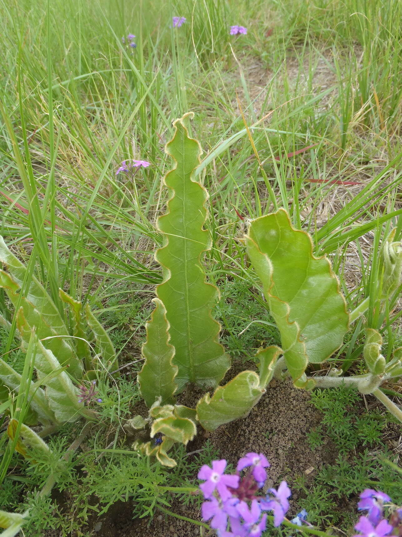 Image of Ipomoea ommanneyi Rendle