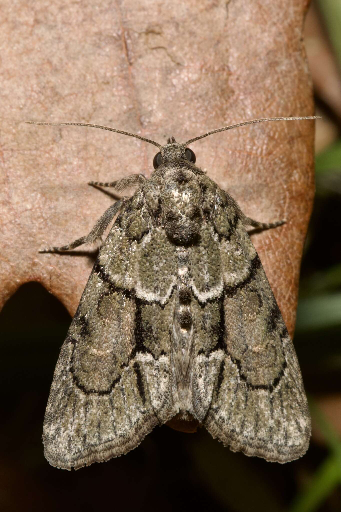 Image of Cryphia (Cryphia) fraudatricula (Hübner)