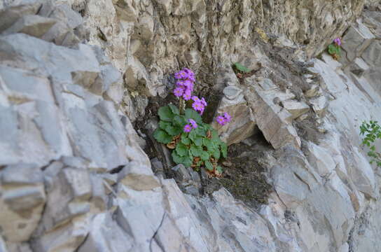 Image of Primula minkwitziae W. W. Smith