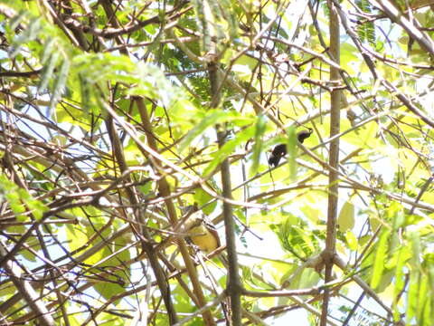 Image of Rufous-winged Antwren