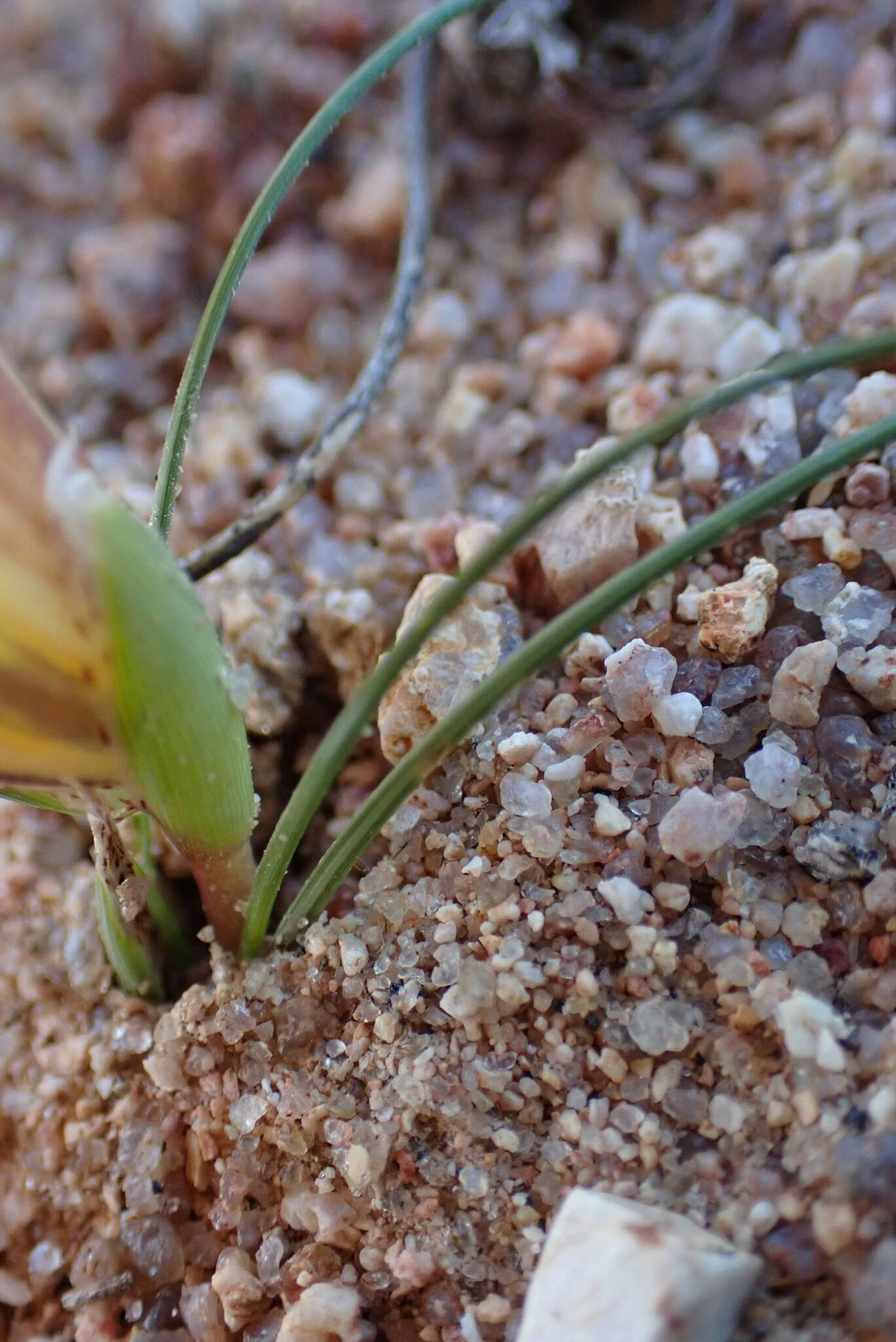 Image of Romulea pearsonii M. P. de Vos