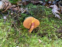 Image de Amoenoboletus mcrobbii (McNabb) G. Wu, E. Horak & Zhu L. Yang