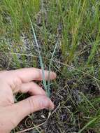 Image of Western-Wheat Grass